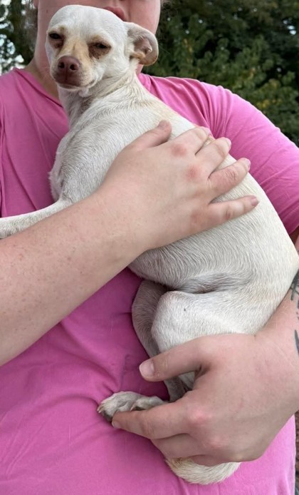 Robert, an adoptable Chihuahua, Mixed Breed in Pendleton, OR, 97801 | Photo Image 1