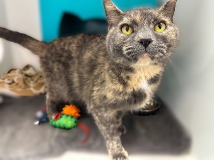 Minerva, an adoptable Domestic Short Hair in Gwinn, MI, 49841 | Photo Image 1