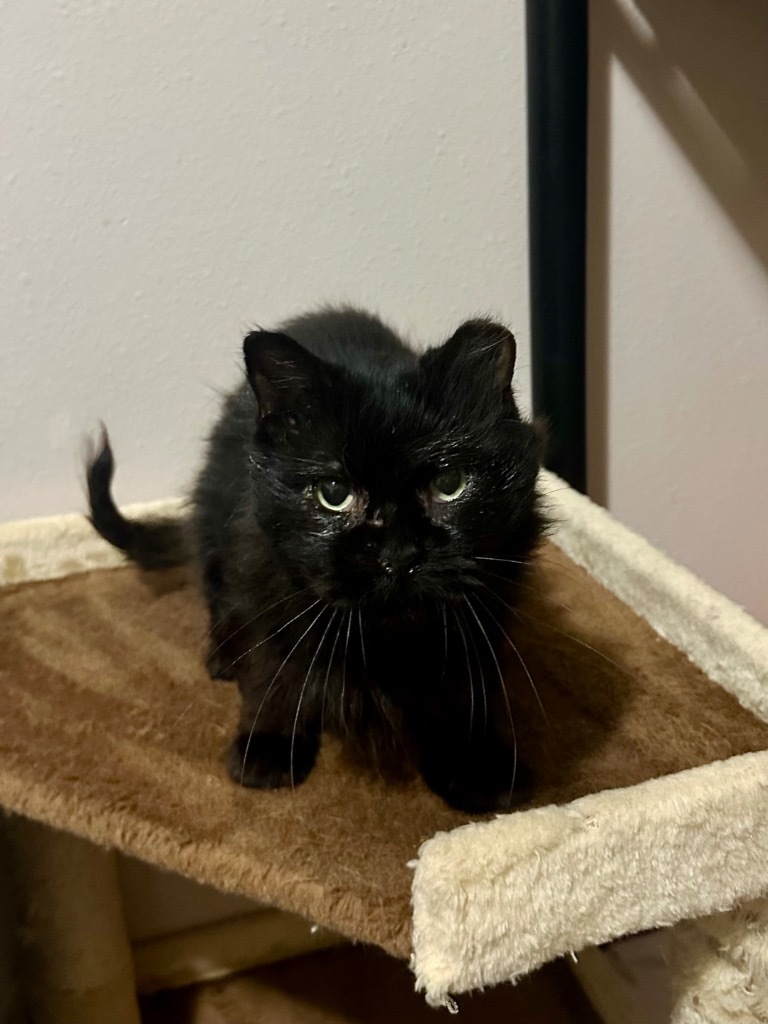 Frank, an adoptable Domestic Short Hair in Cloquet, MN, 55720 | Photo Image 1