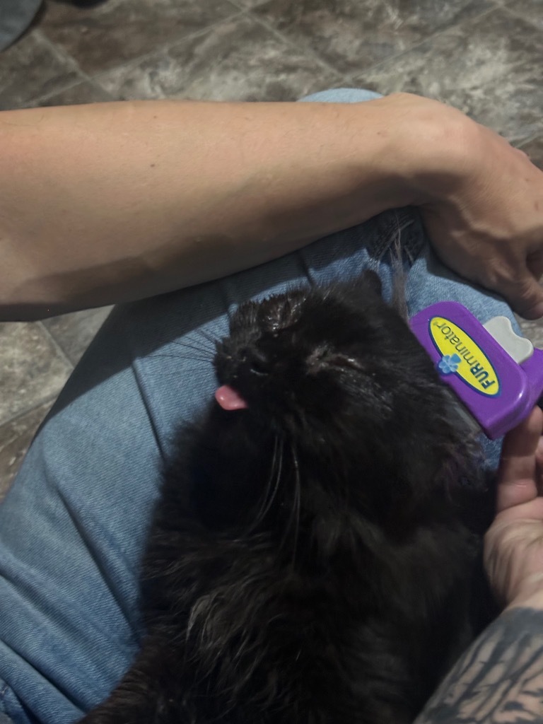 Frank, an adoptable Domestic Short Hair in Cloquet, MN, 55720 | Photo Image 2