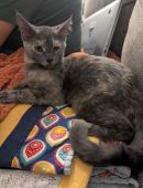 Cloudy's profile on Petfinder.com