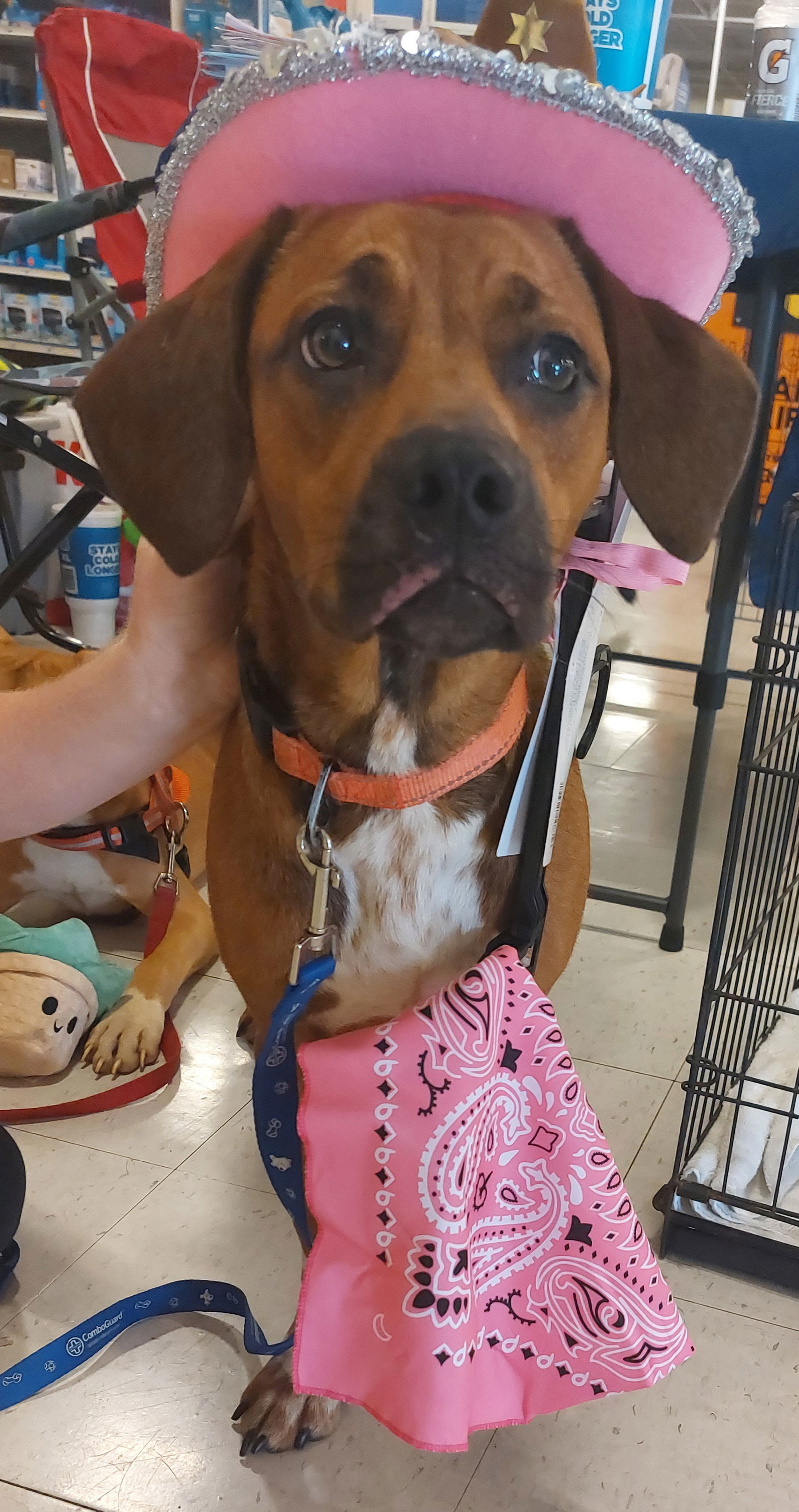 Nova