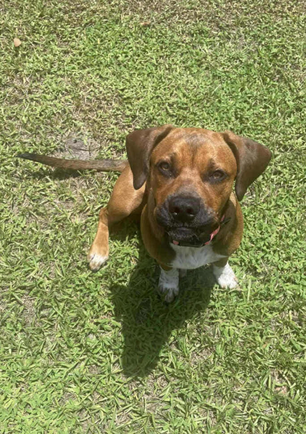 Nova