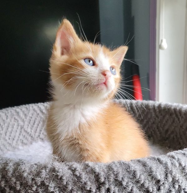 Einstien thumbnail 2