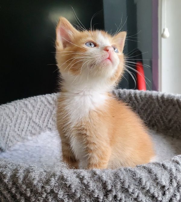 Einstien thumbnail 3