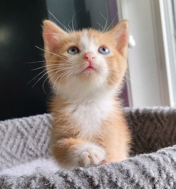 Einstien thumbnail 4