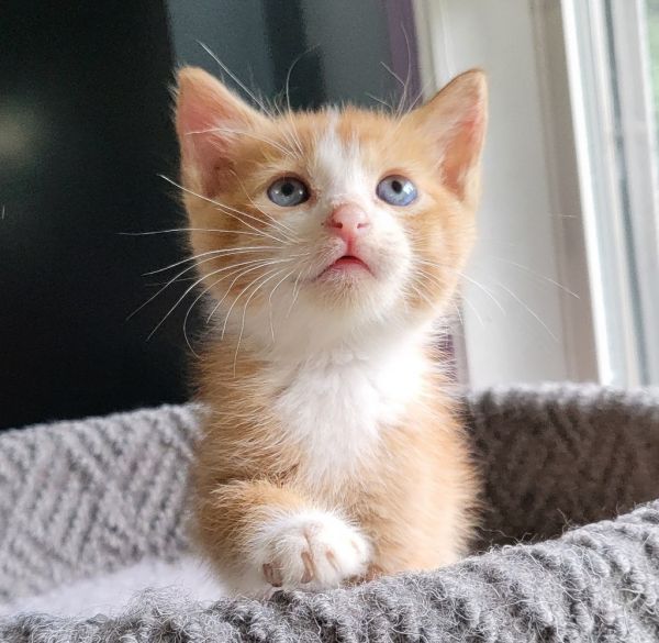 Einstien thumbnail 5