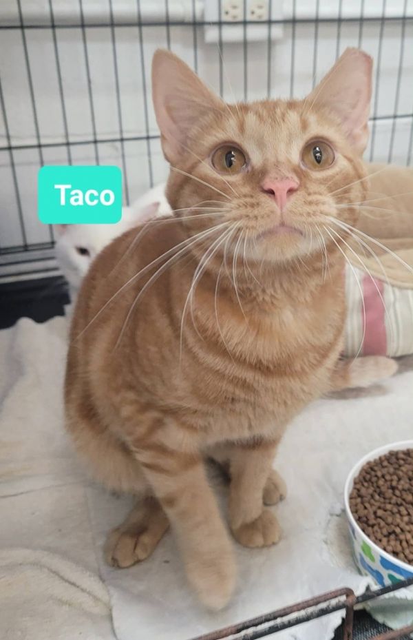 Taco