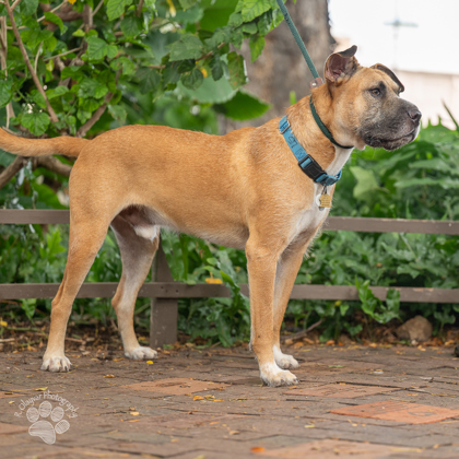 Hank, an adoptable Hound, Shar-Pei in Honolulu, HI, 96826 | Photo Image 1