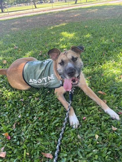 Hank, an adoptable Hound, Shar-Pei in Honolulu, HI, 96826 | Photo Image 2