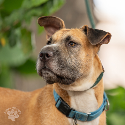 Hank, an adoptable Hound, Shar-Pei in Honolulu, HI, 96826 | Photo Image 3