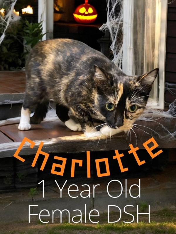 Charlotte