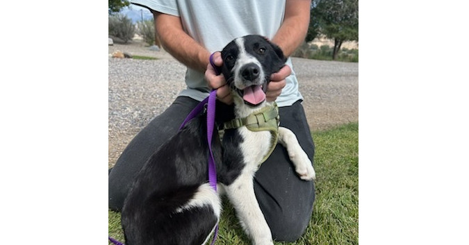 Speedy, an adoptable Collie, Cattle Dog in Salmon, ID, 83467 | Photo Image 1