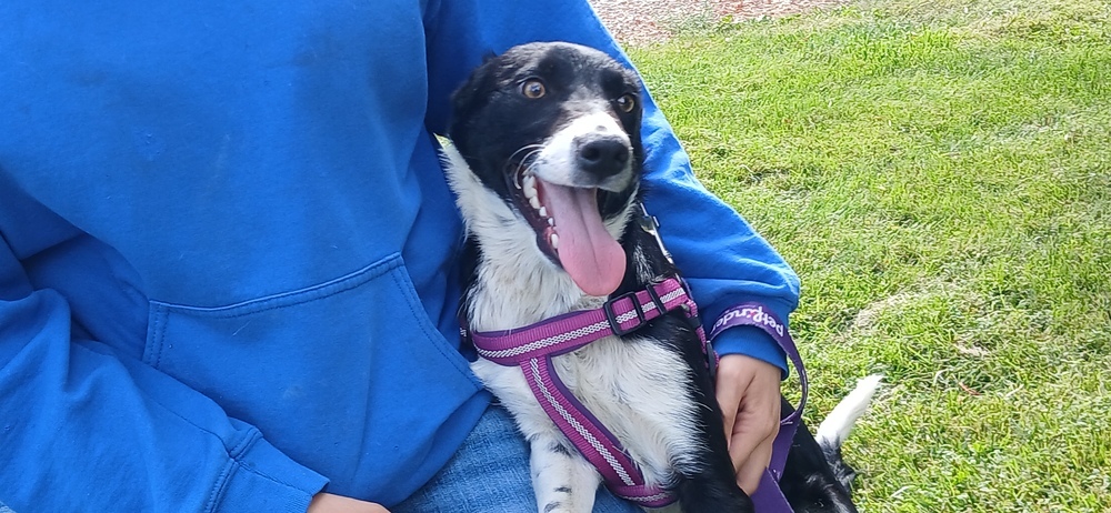 Slim, an adoptable Collie, Cattle Dog in Salmon, ID, 83467 | Photo Image 1