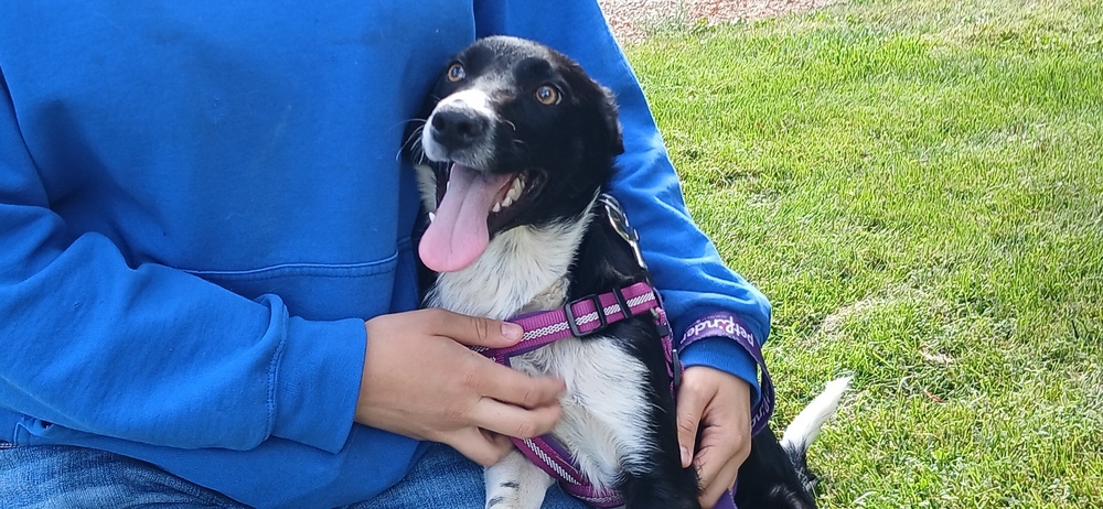 Slim, an adoptable Collie, Cattle Dog in Salmon, ID, 83467 | Photo Image 2
