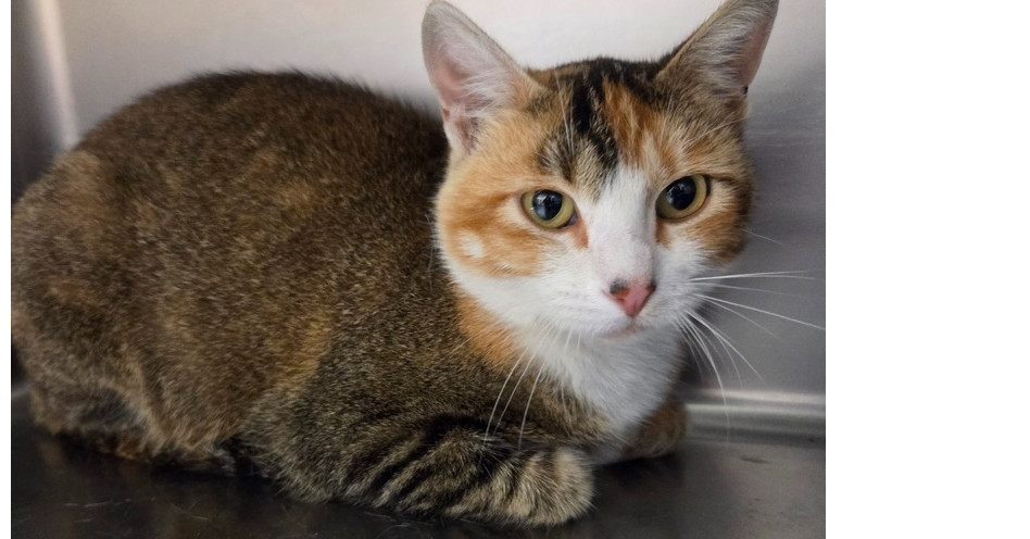 Fable, an adoptable Domestic Short Hair in Salmon, ID, 83467 | Photo Image 1