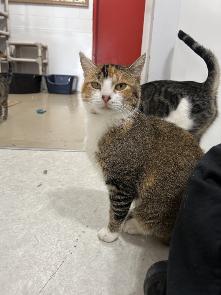 Fable, an adoptable Domestic Short Hair in Salmon, ID, 83467 | Photo Image 2