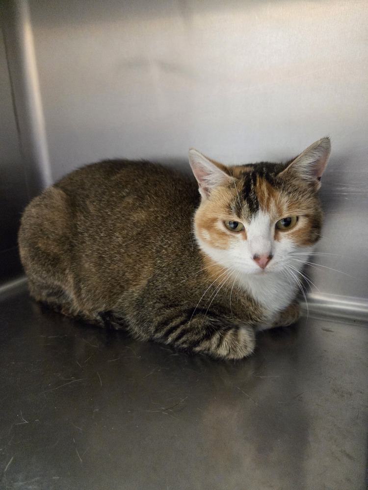 Fable, an adoptable Domestic Short Hair in Salmon, ID, 83467 | Photo Image 3