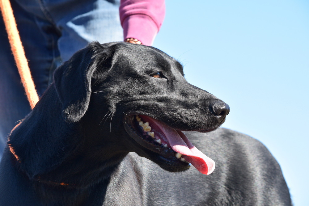 Artemis, an adoptable Labrador Retriever in Salmon, ID, 83467 | Photo Image 1