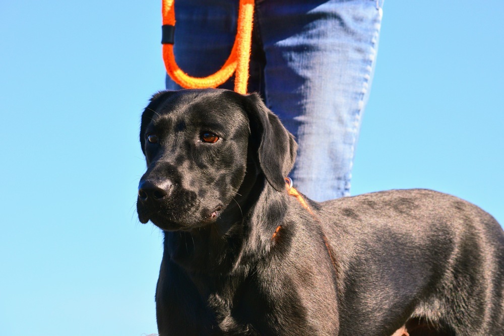 Artemis, an adoptable Labrador Retriever in Salmon, ID, 83467 | Photo Image 2