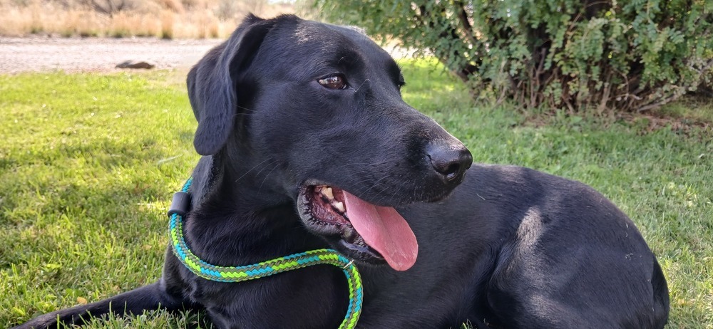 Artemis, an adoptable Labrador Retriever in Salmon, ID, 83467 | Photo Image 3