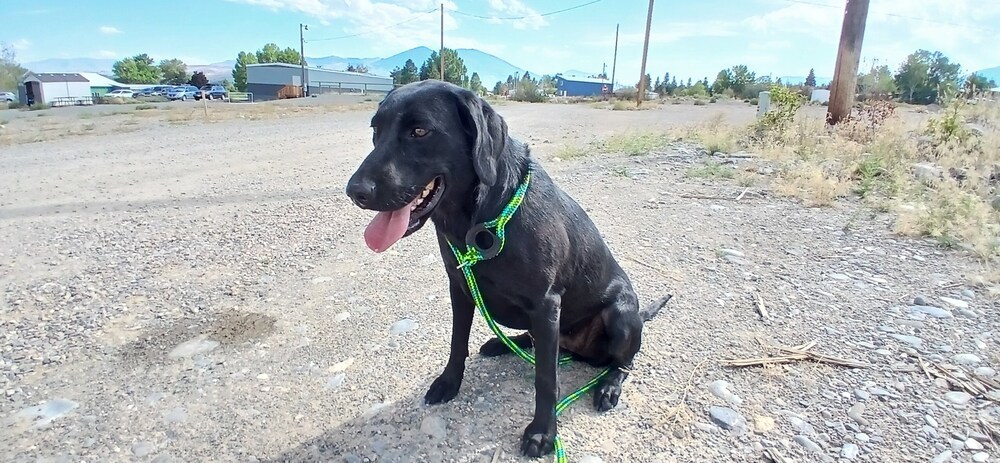 Artemis, an adoptable Labrador Retriever in Salmon, ID, 83467 | Photo Image 4