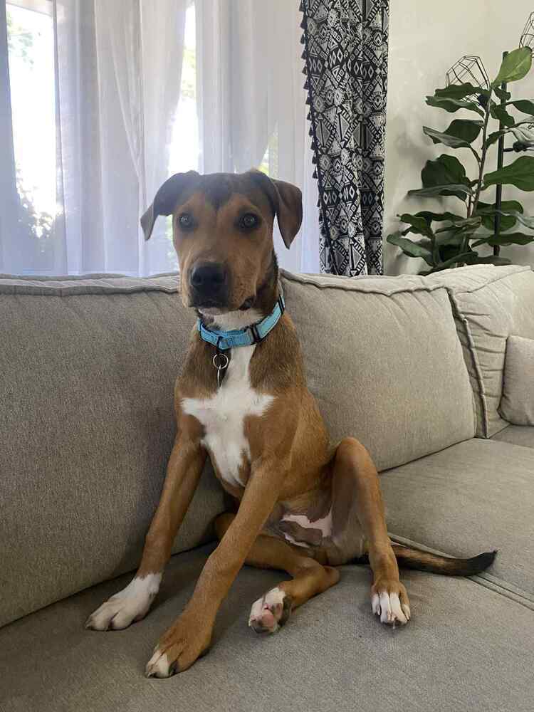 Peanut