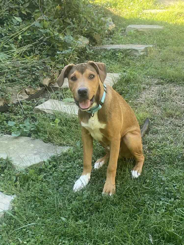 Peanut