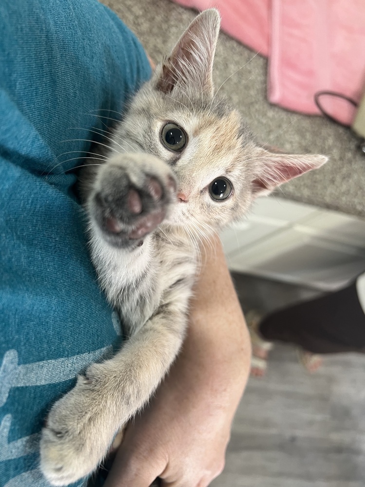 MARSHMALLOW-ready in Nov/Dec