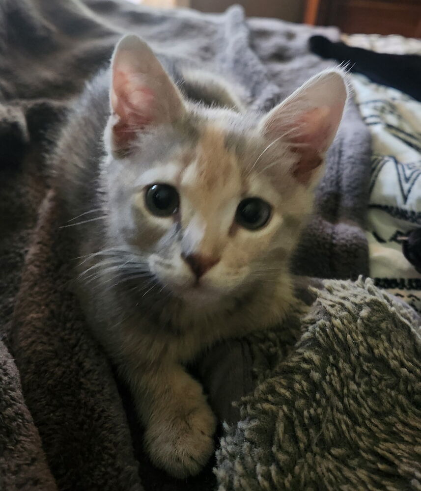 MARSHMALLOW-ready in Nov/Dec