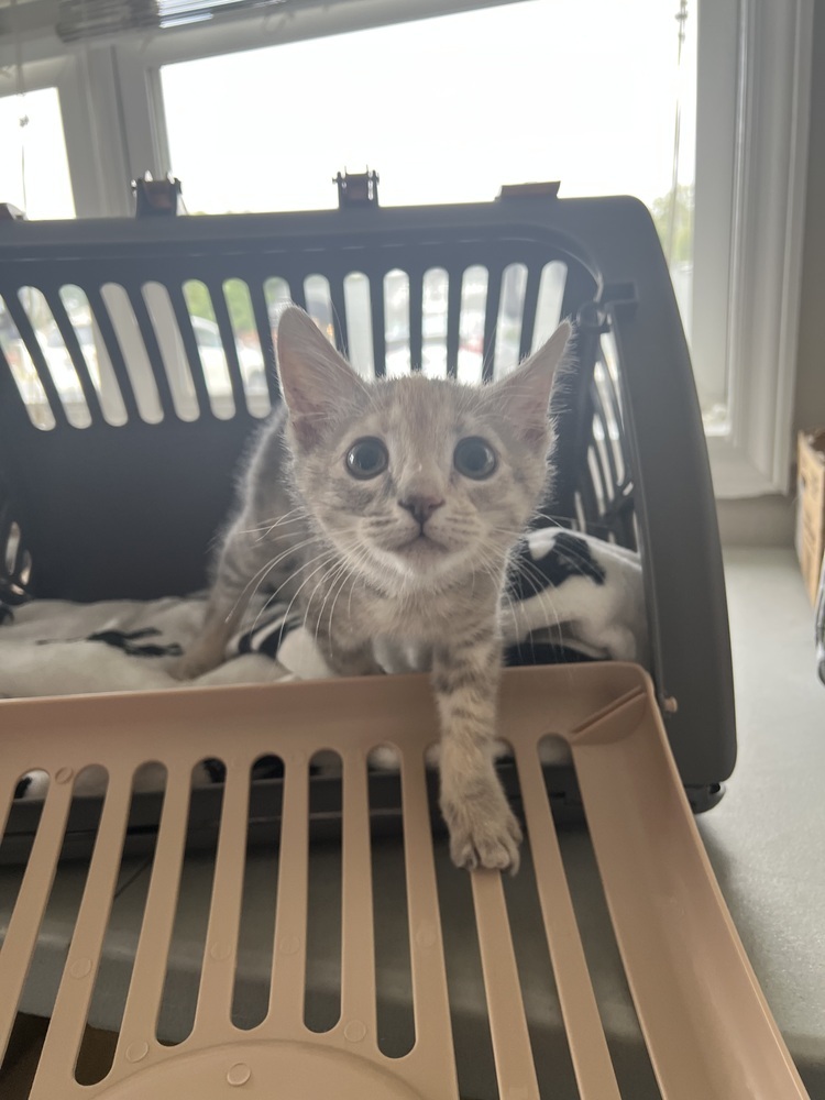 MARSHMALLOW-ready in Nov/Dec