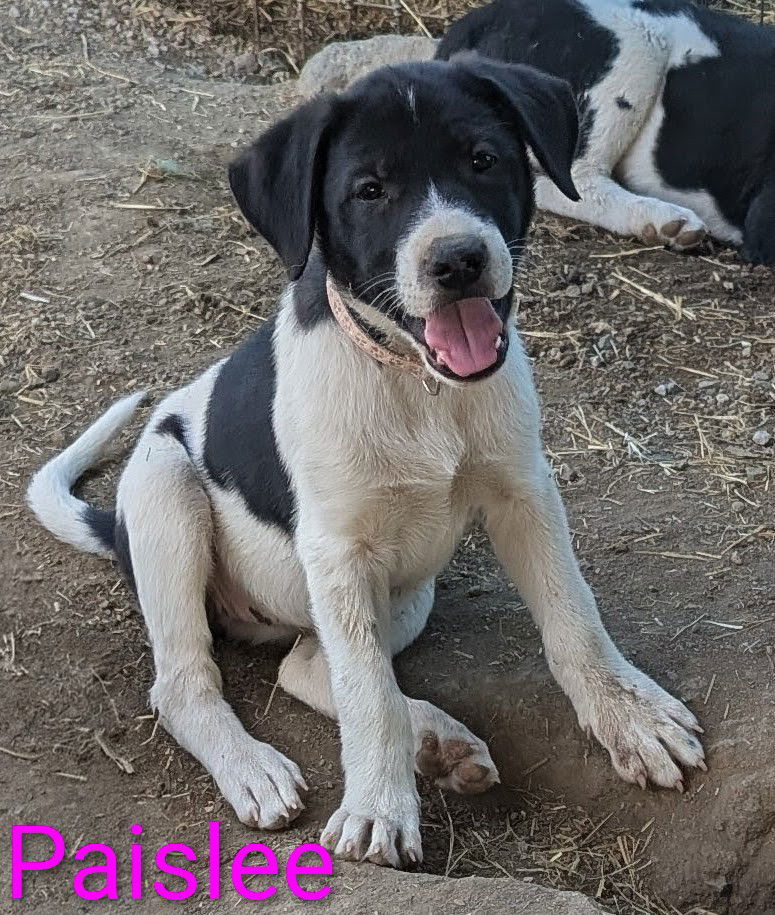 Paislee