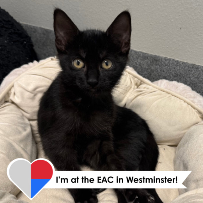 Friskity, an adoptable Domestic Short Hair in Fort Collins, CO, 80524 | Photo Image 1