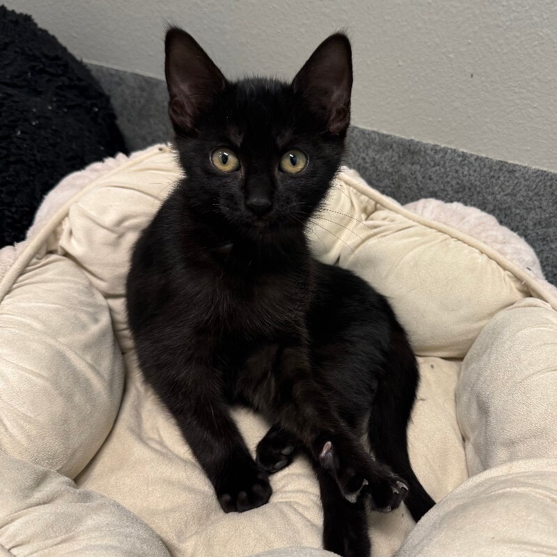 Friskity, an adoptable Domestic Short Hair in Fort Collins, CO, 80524 | Photo Image 2