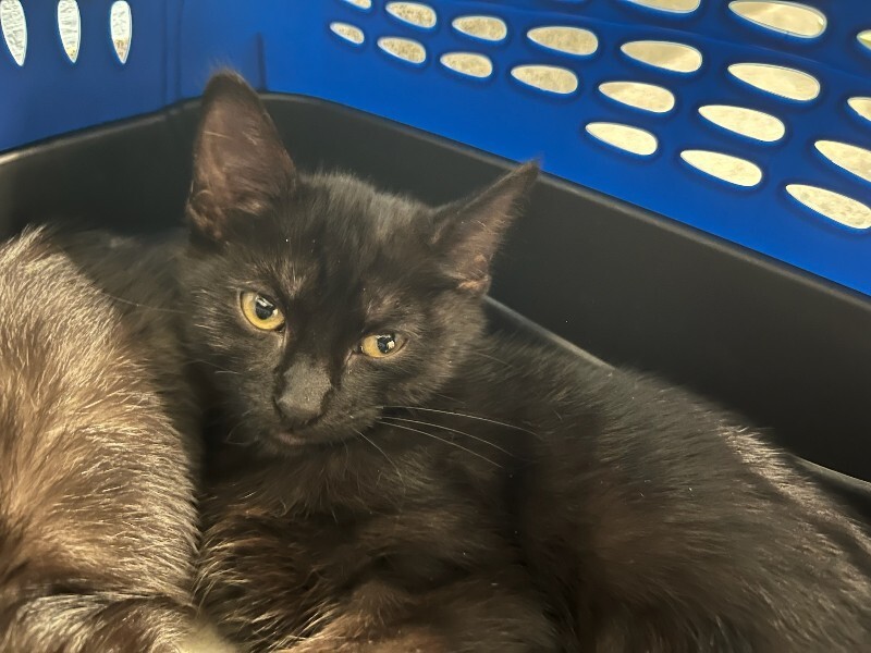 Friskity, an adoptable Domestic Short Hair in Fort Collins, CO, 80524 | Photo Image 3