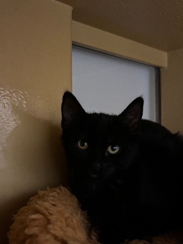 Friskity, an adoptable Domestic Short Hair in Fort Collins, CO, 80524 | Photo Image 4