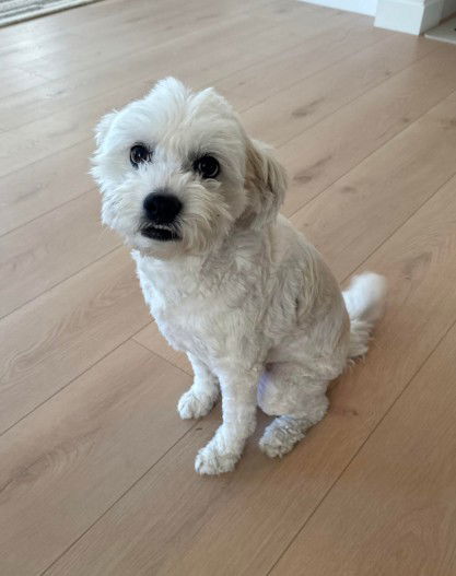 Gabby, an adoptable Cockapoo in San Diego, CA, 92109 | Photo Image 1