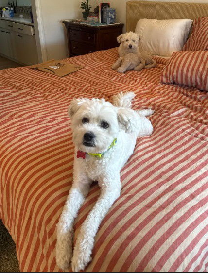 Gabby, an adoptable Cockapoo in San Diego, CA, 92109 | Photo Image 3