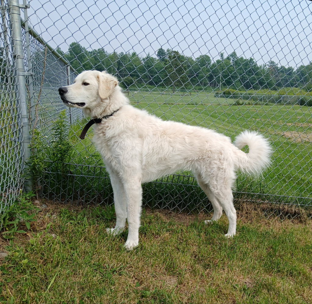 Bear, an adoptable Kuvasz in Ladysmith, WI, 54848 | Photo Image 1