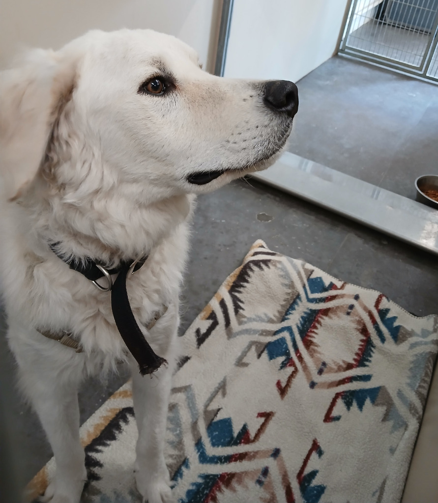 Bear, an adoptable Kuvasz in Ladysmith, WI, 54848 | Photo Image 2