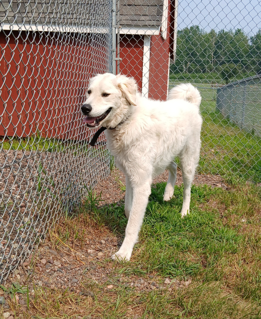 Bear, an adoptable Kuvasz in Ladysmith, WI, 54848 | Photo Image 3