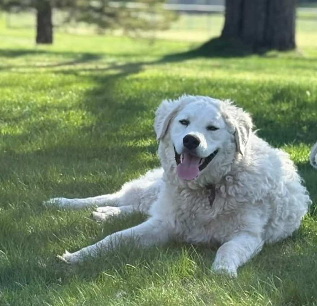 Bear, an adoptable Kuvasz in Ladysmith, WI, 54848 | Photo Image 4
