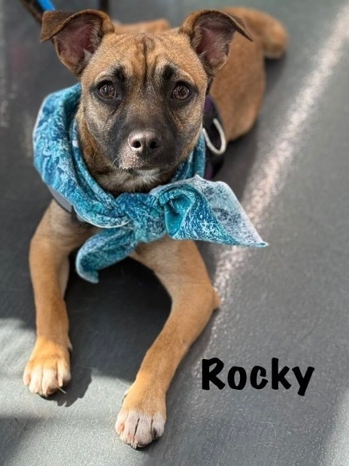 Rocky
