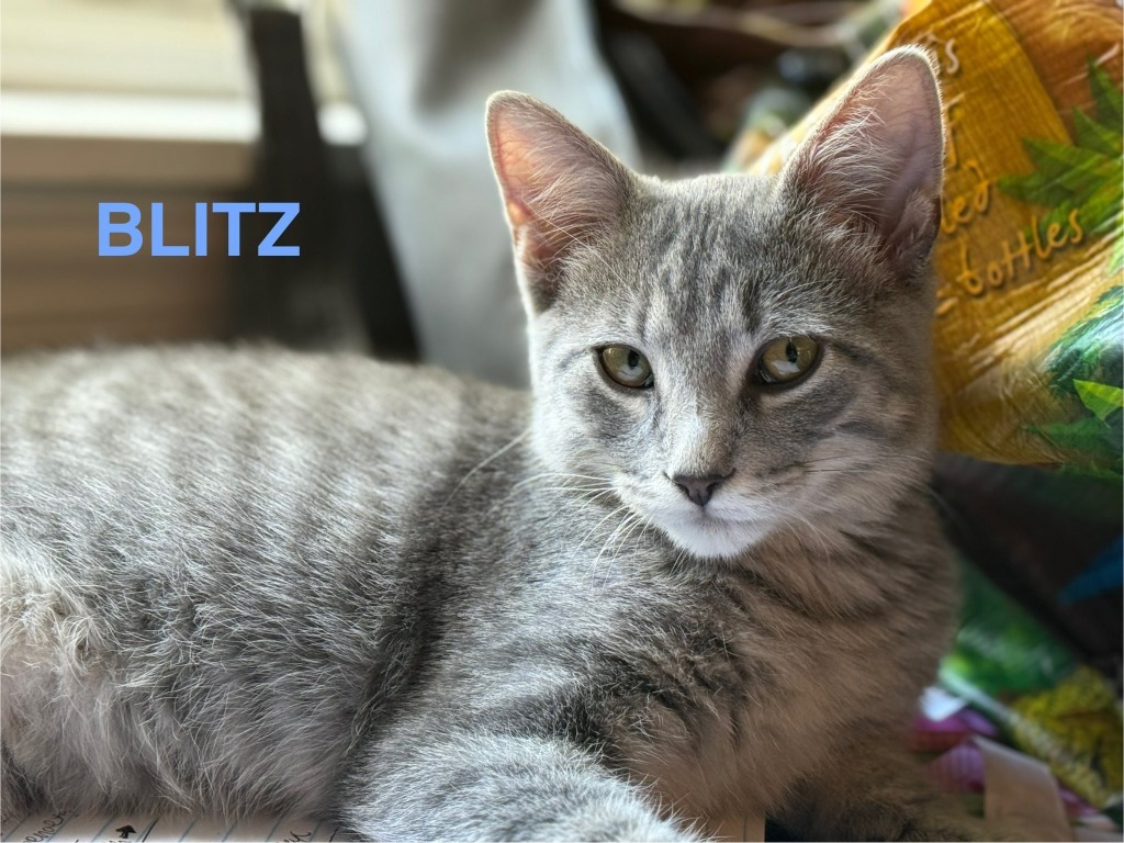 Blitz