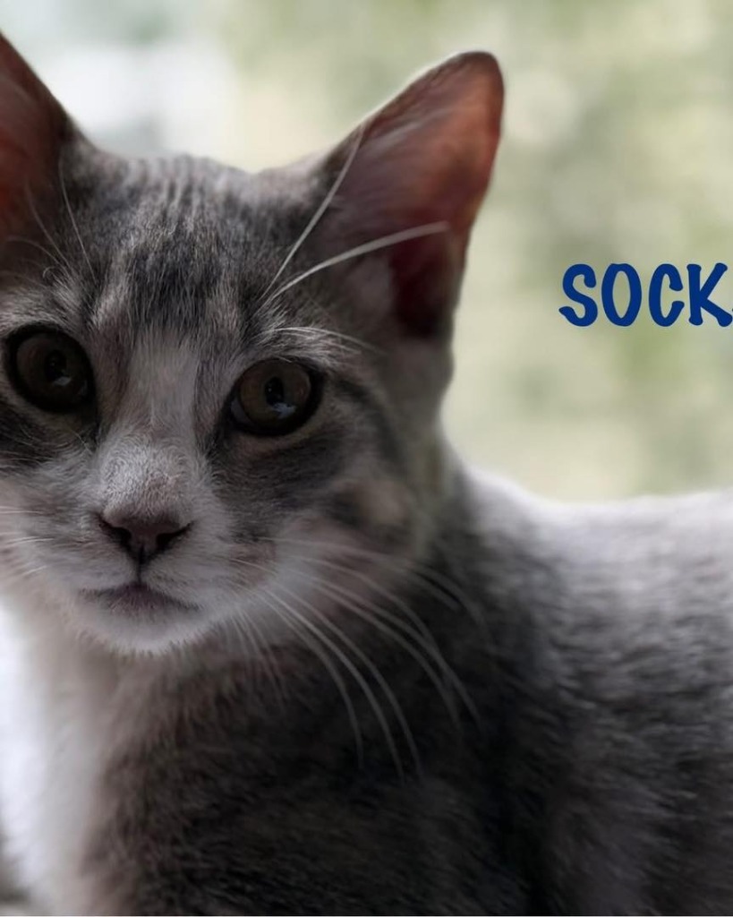 Socks
