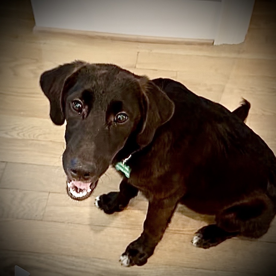 Pepper