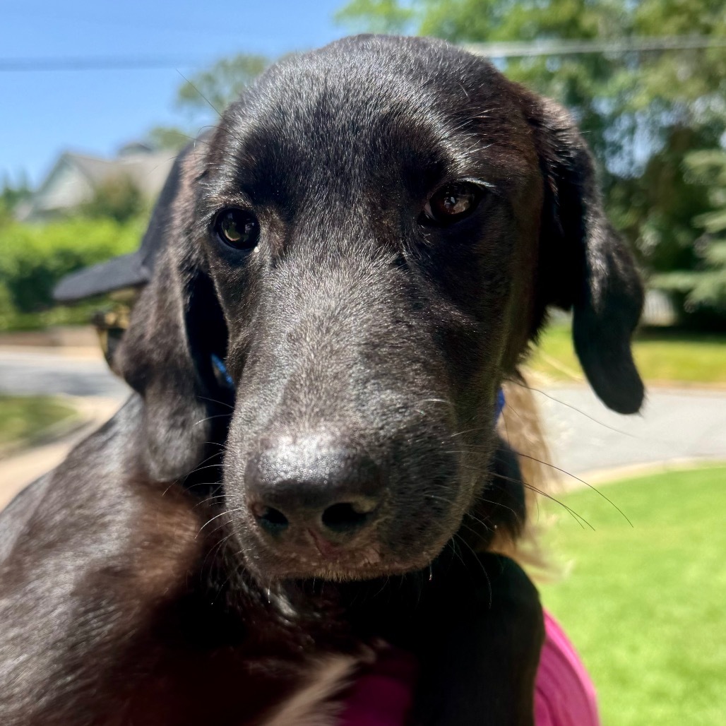 Pepper