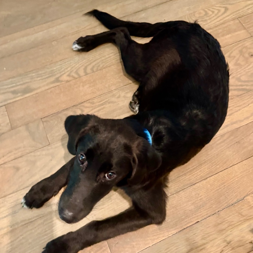 Pepper
