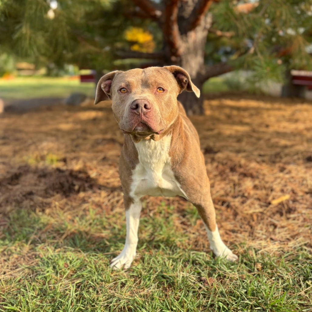 Cashew--In Foster