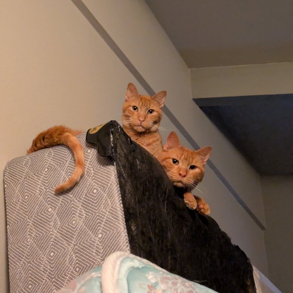 Owl--In Foster